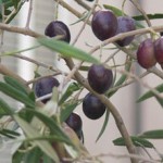 sagra_gonnos_olive-150x150.jpg